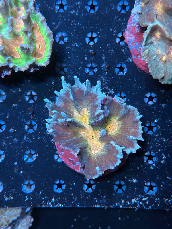 Indo pectinia coral