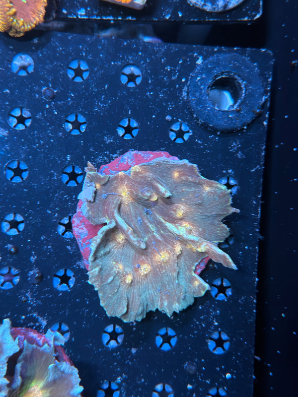 Indo pectinia coral