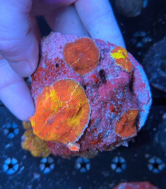 Indo mushroom rock