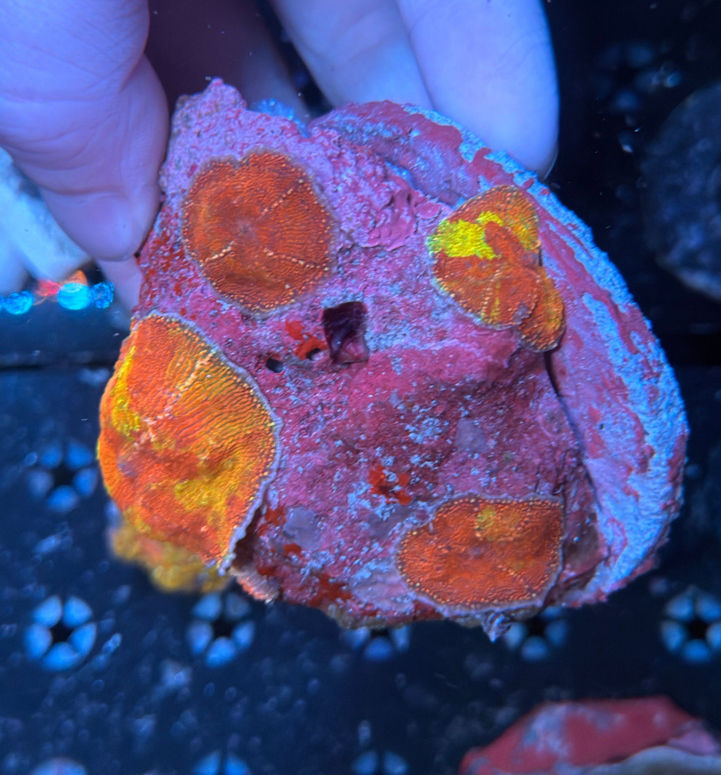 Indo mushroom rock