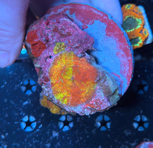 Indo mushroom
