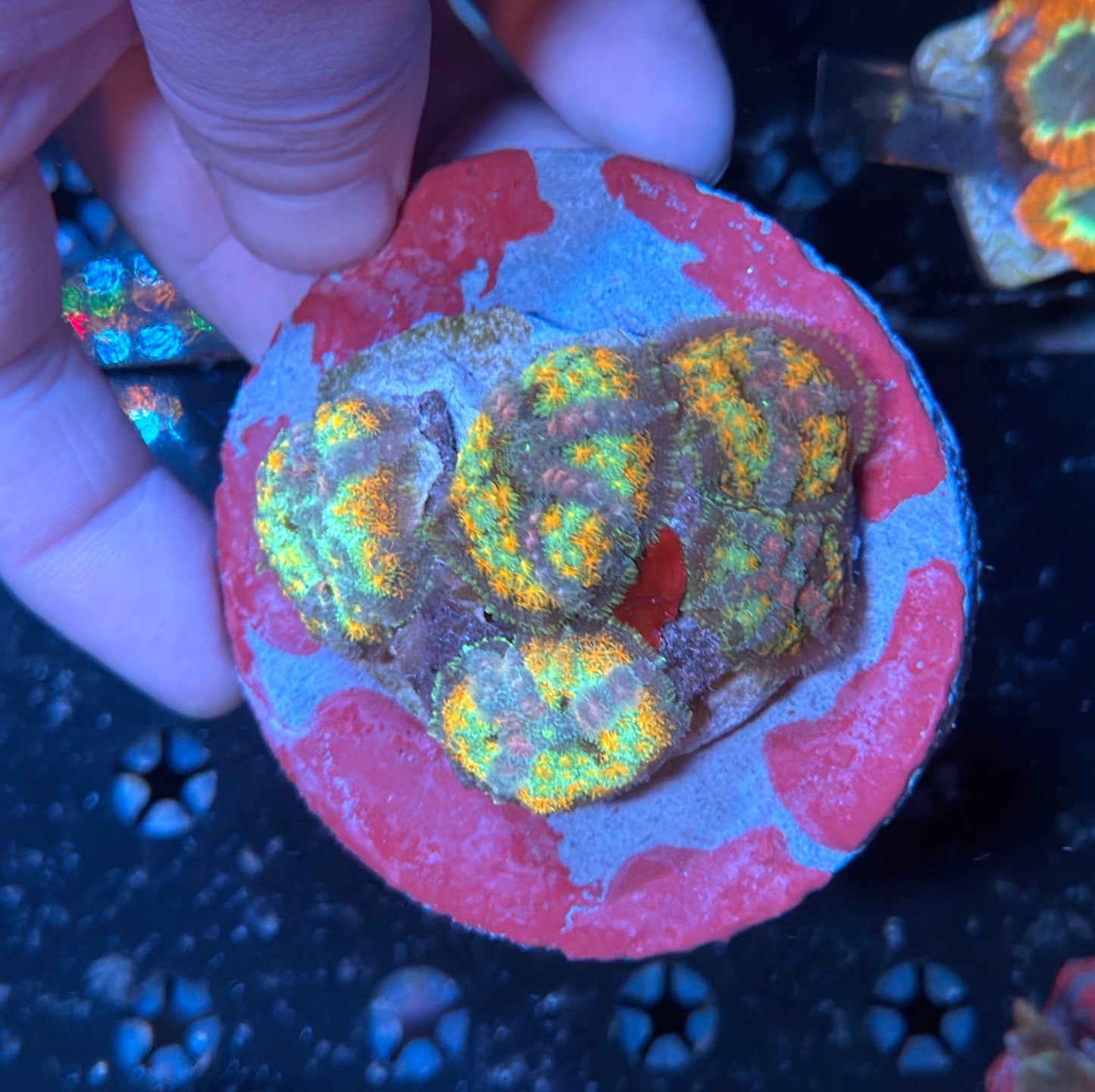 Indo mushroom rock