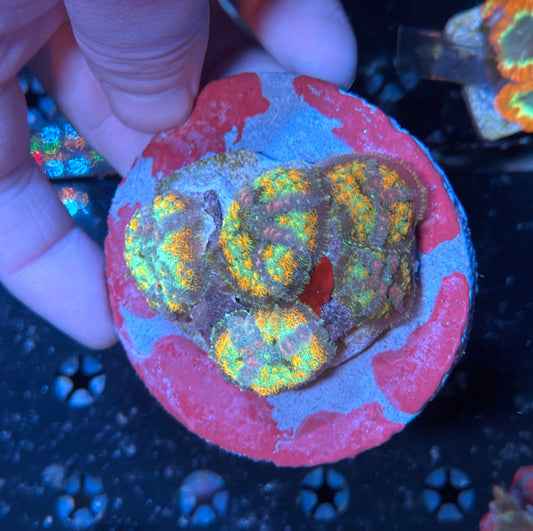Indo mushroom rock