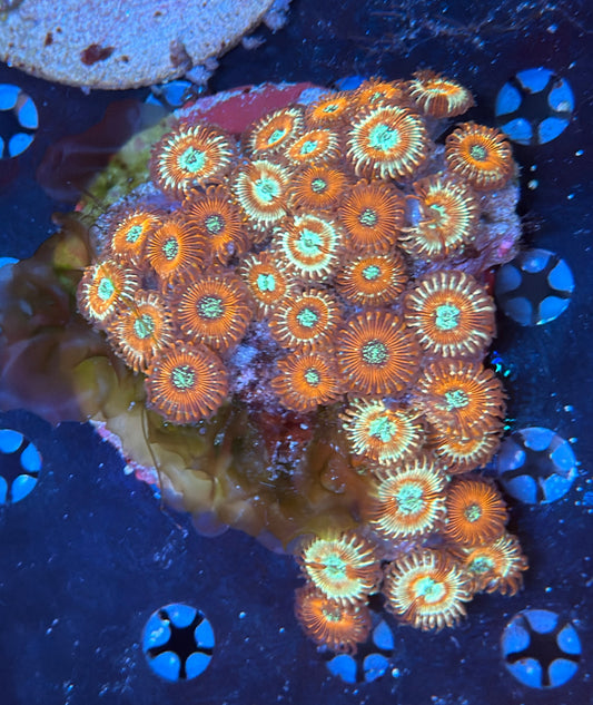 Zoa rock