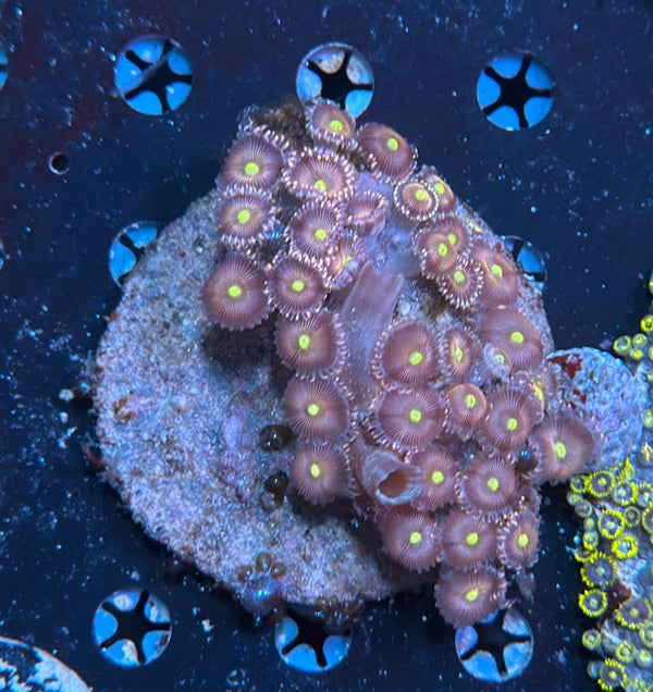 Zoa rock