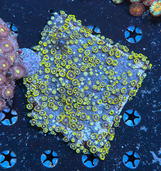 Zoa rock