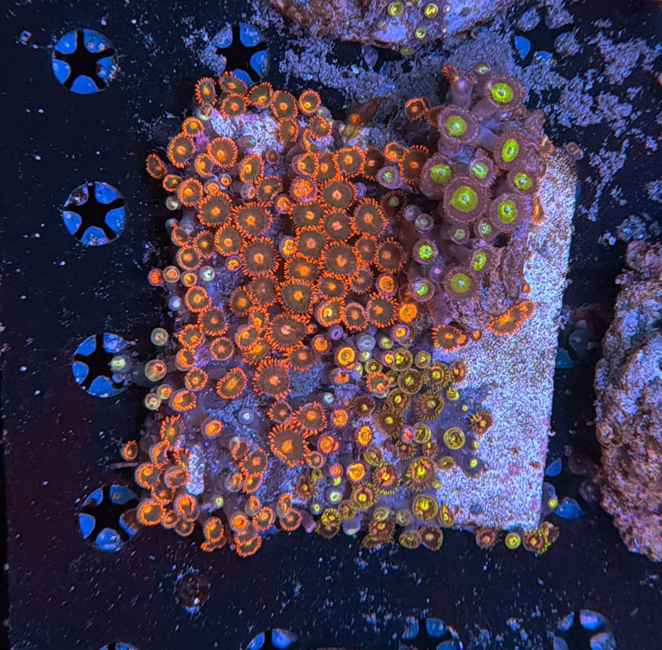 Zoa rock