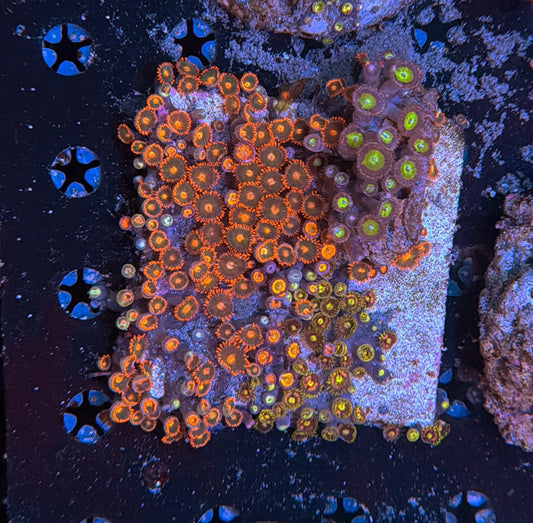 Zoa rock