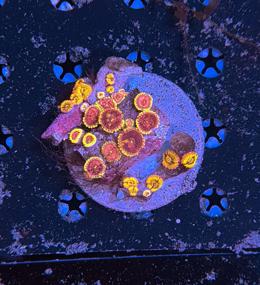 Ultra rainbow zoa