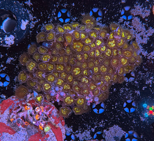 Ultra zoa rock