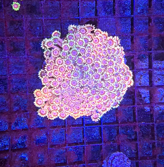 Indo rainbow graft goni