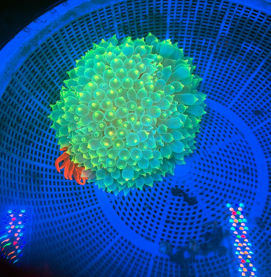 Bubble tip nem