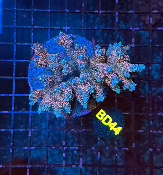 indo premium acro BD44