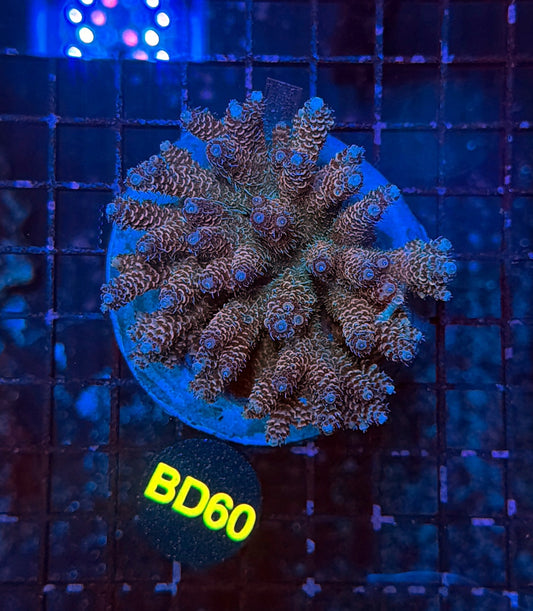 indo premium acro BD60