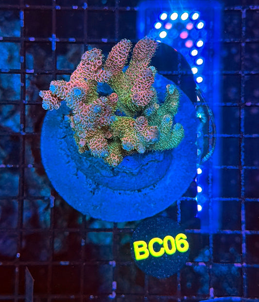 indo premium acro BC06