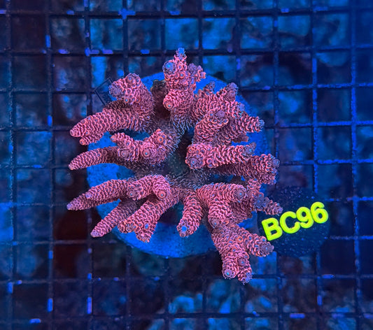 indo premium acro BC96