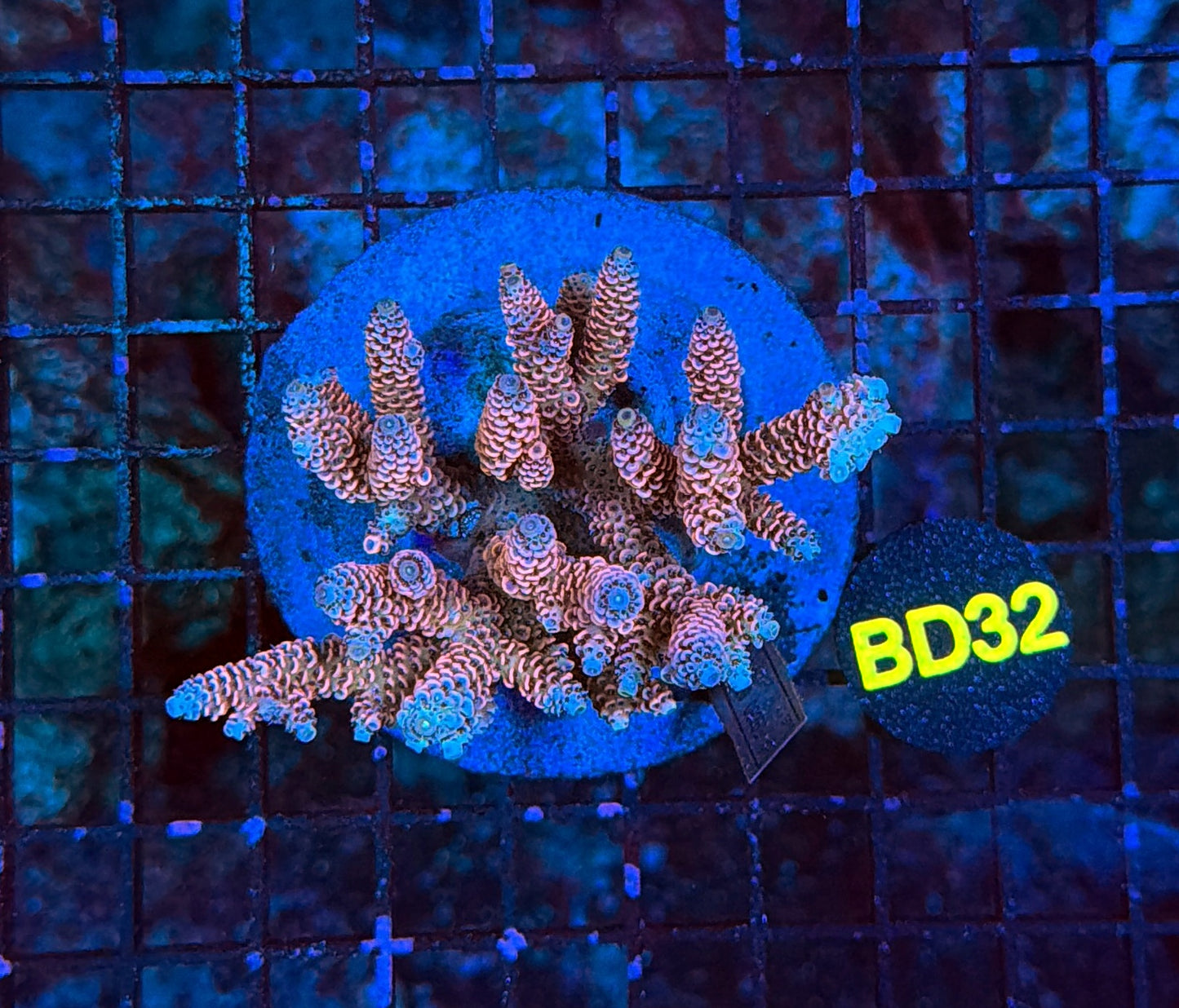 indo premium acro BD32