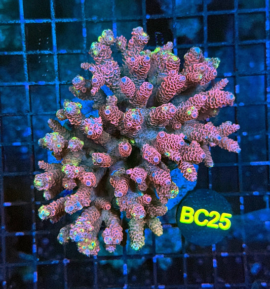 indo premium acro BC25