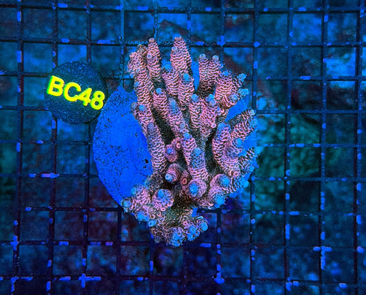 indo premium acro BC48