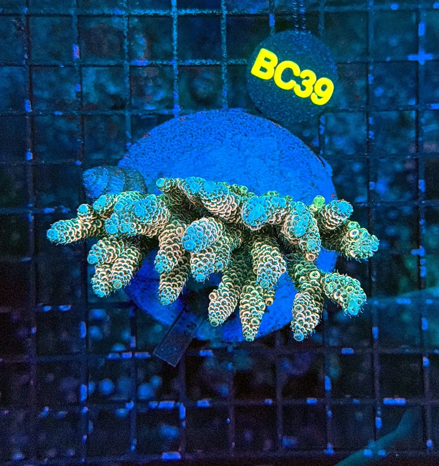 indo premium acro BC39