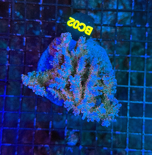 indo premium acro BC02
