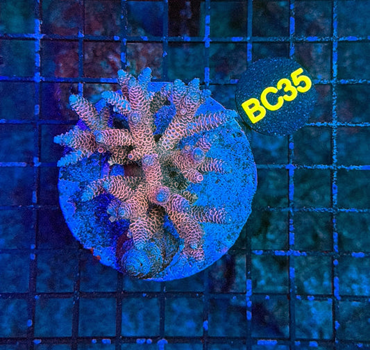 indo premium acro BC35