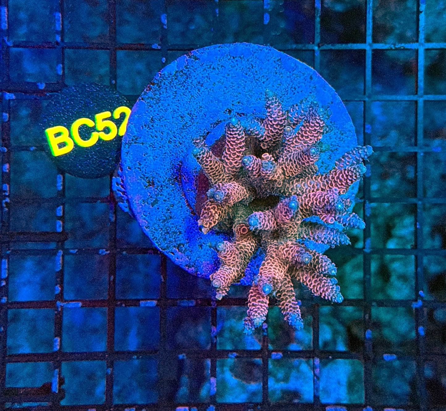 indo premium acro BC52