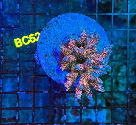 indo premium acro BC52