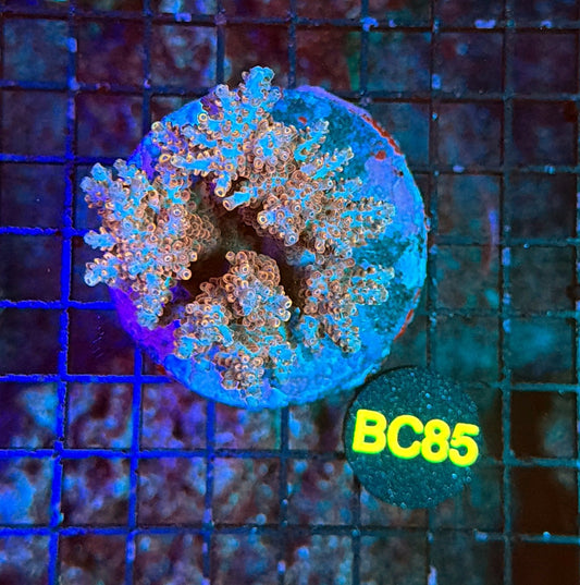 indo premium acro BC85