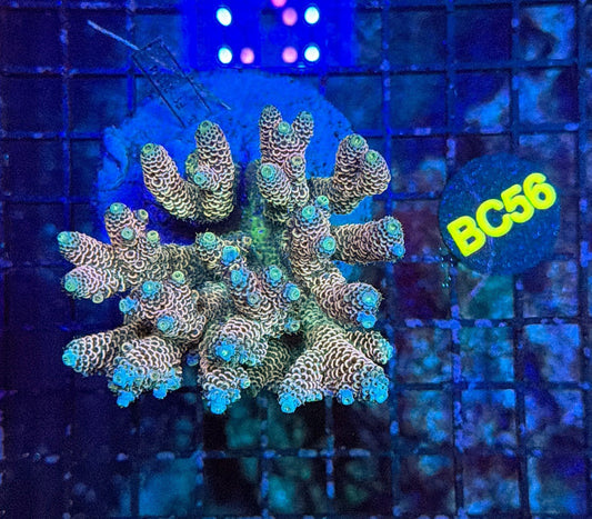 indo premium acro BC56