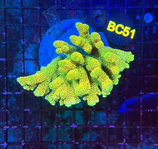 indo premium acro BC51