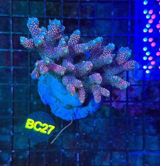 indo premium acro BC27