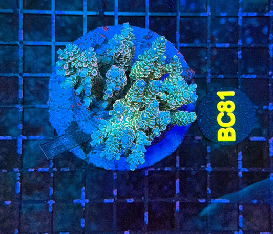 indo premium acro BC81