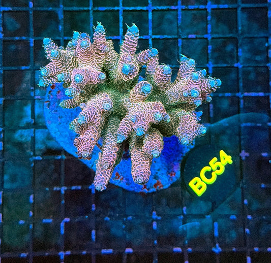 indo premium acro BC54
