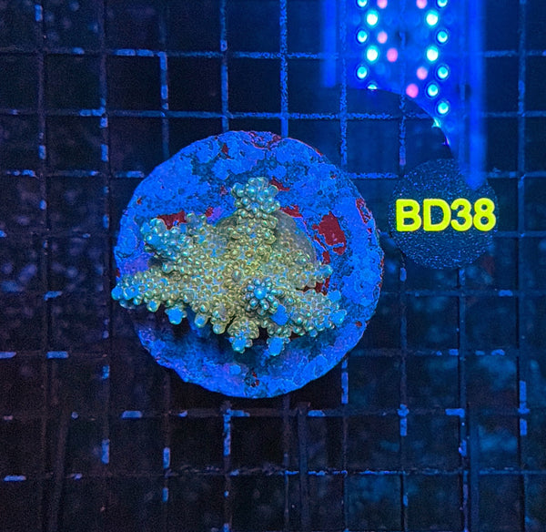 indo premium acro BD38