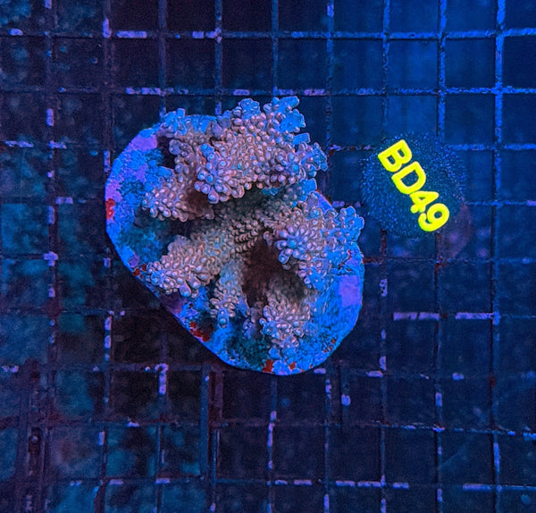 indo premium acro BD49