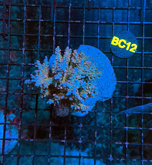 indo premium acro BC12