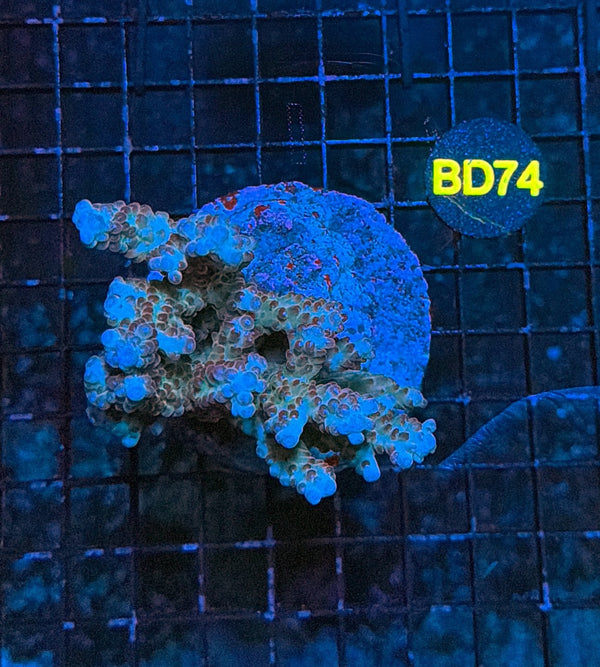 indo premium acro BD74