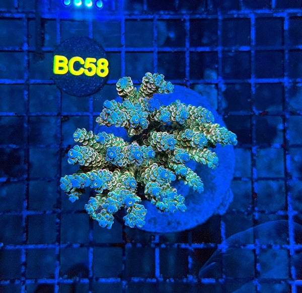 indo premium acro BC58