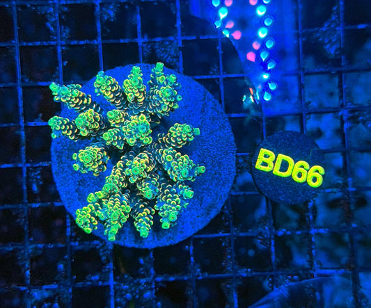 indo premium acro BD66