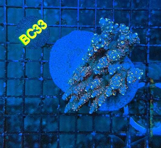 indo premium acro BC33