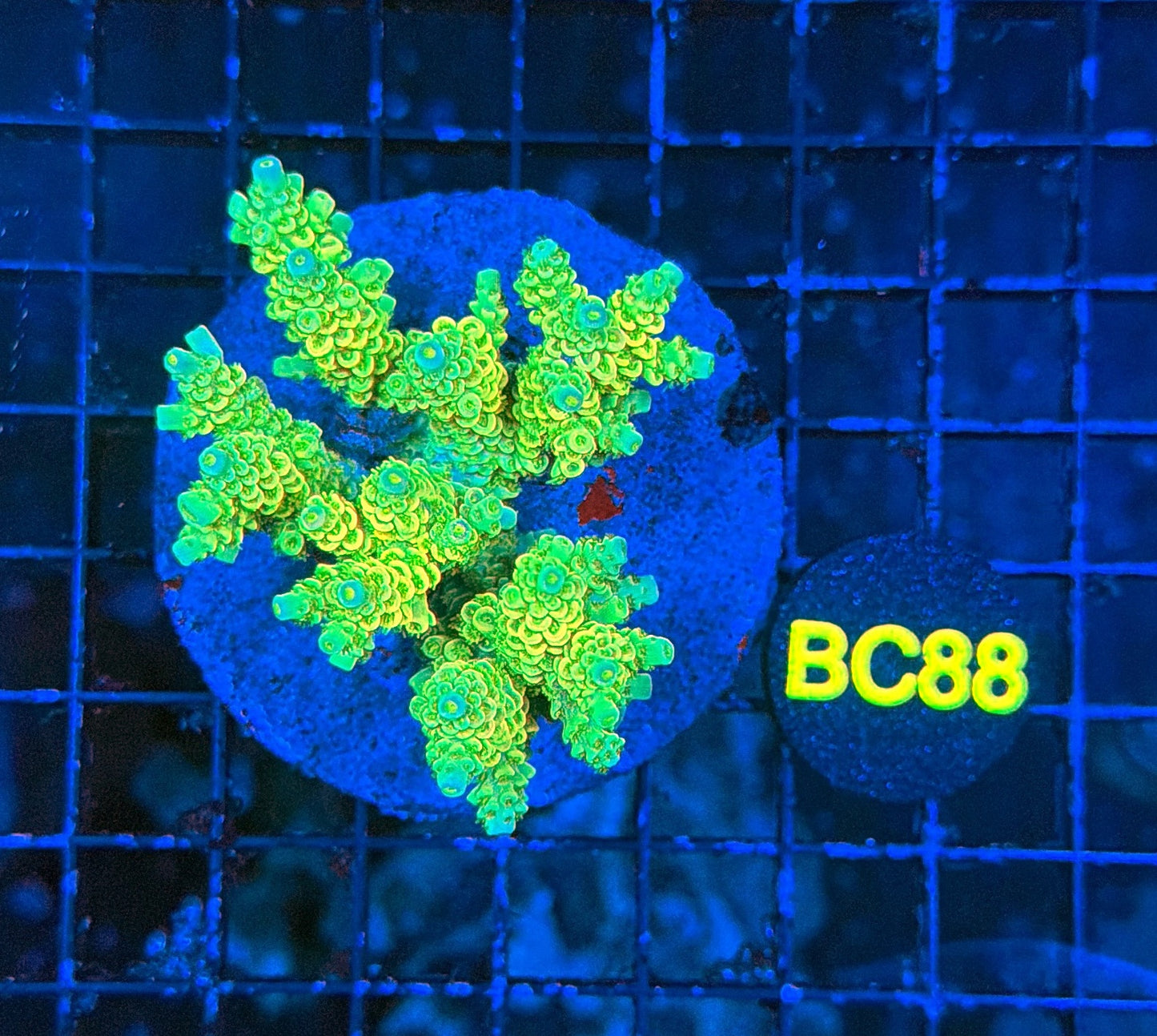 indo premium acro BC88