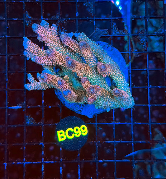 indo premium acro BC99