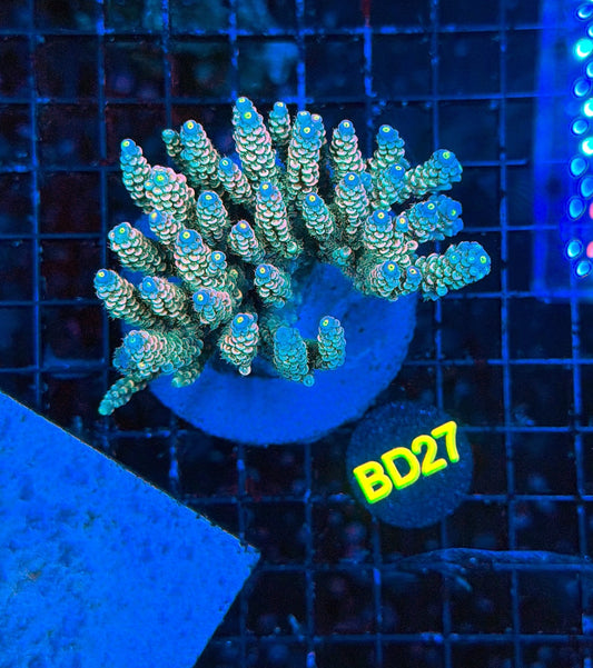 indo premium acro BD27