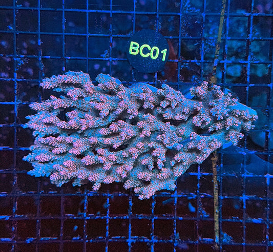 Malay acro BC01