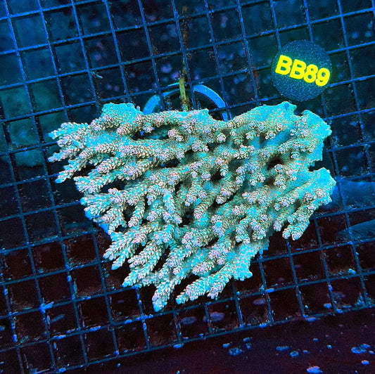 Malay Acro