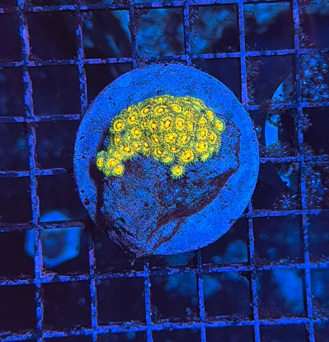 zoa rock