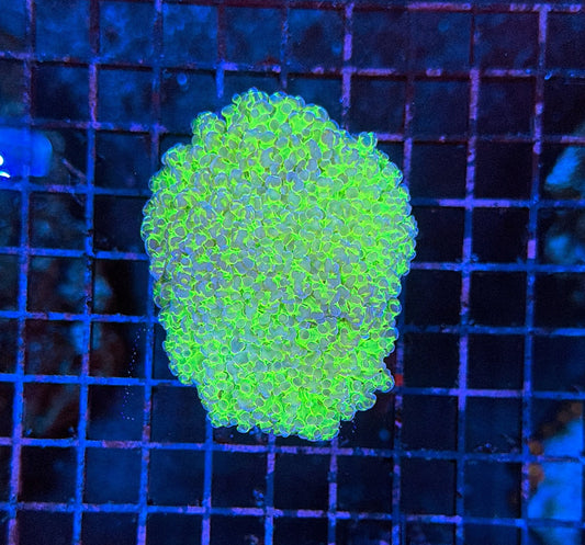 Malay frogspwan single