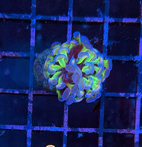 Indo hammer