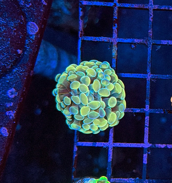 Indo hammer